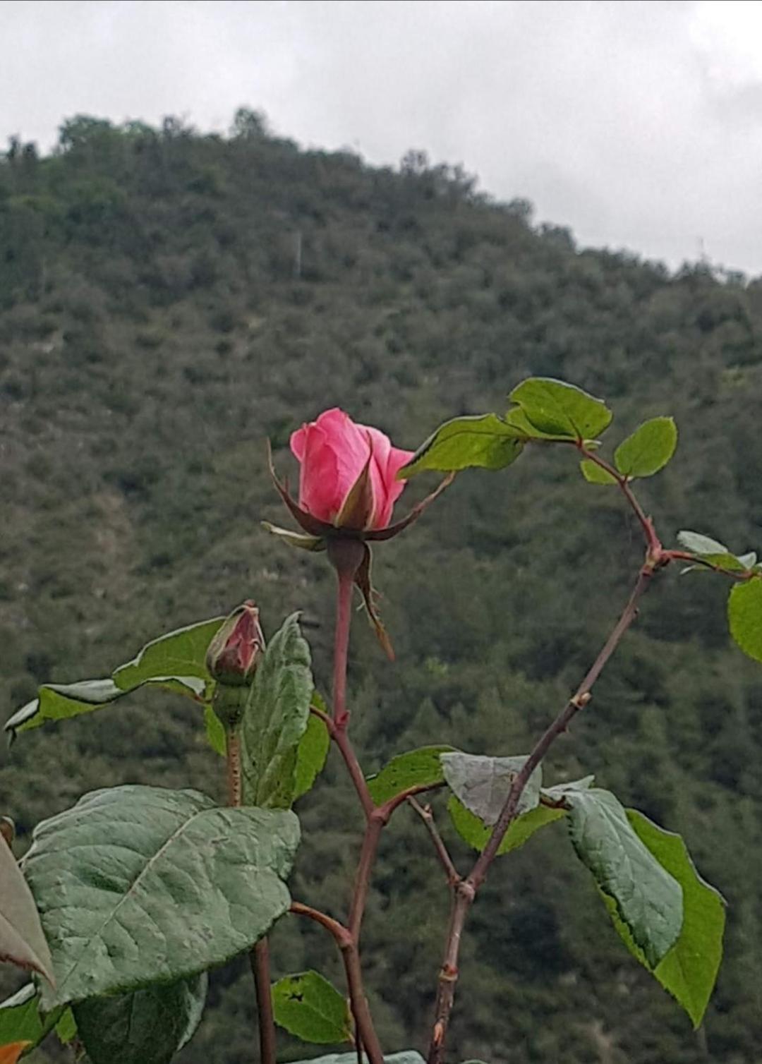 B&B Dei Doria Dolceacqua Buitenkant foto